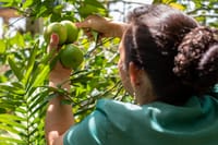 Cobro de piso: Nadie detiene al crimen imagen de publicación